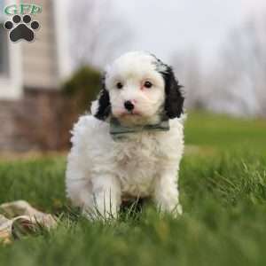 Mason, Cavapoo Puppy